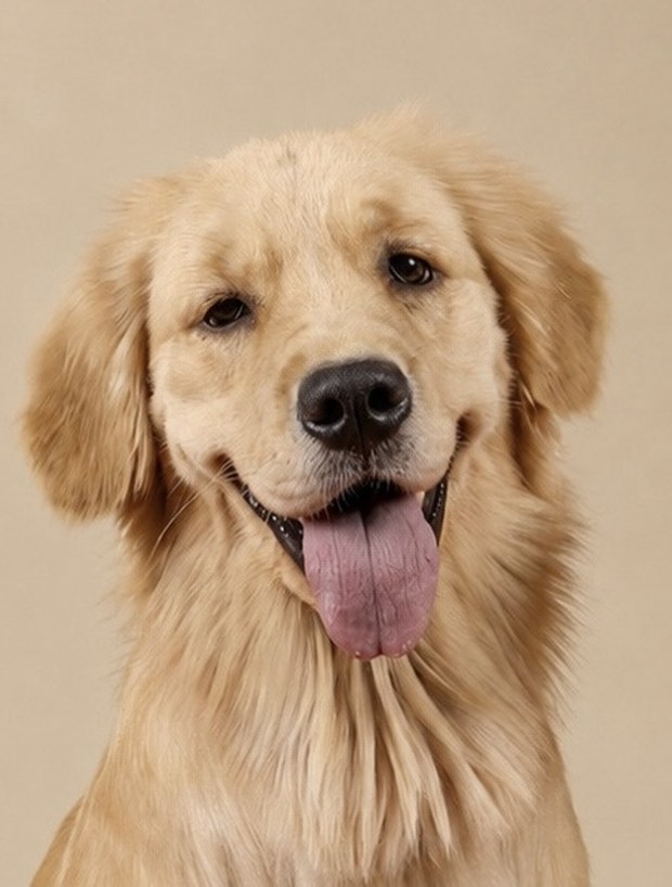 Luna the golden retriever