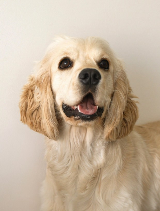 Stella the cocker spaniel