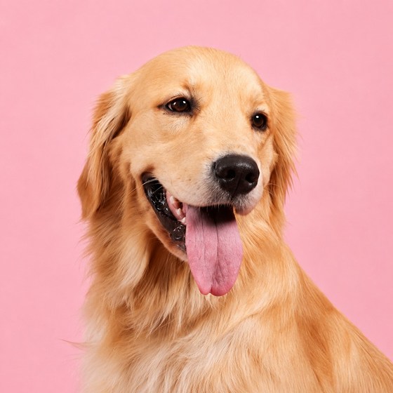 Luna the golden retriever