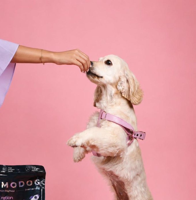Stella jumping for treat